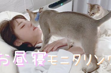 お天気キャスター終わりのお昼寝に、にゃんずは付き合ってくれるのでしょうか…？