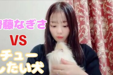 【イコラブ】チューしたい犬VS口はNGな齊藤なぎさ【=LOVE（イコールラブ）】