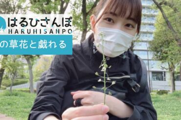 【はるひさんぽ】春の草花と戯れる