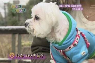 わんコにゃんコ 20090322 【前田 愛、亜季】