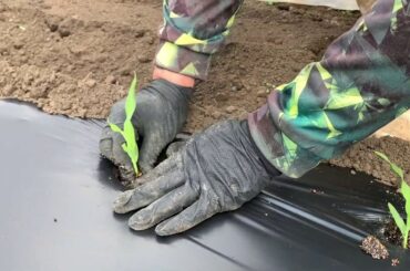 農家が教えるトウモロコシの育て方　20/4/24