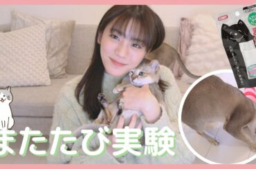 【にゃんず実験】またたびでメロメロにしたいんです！