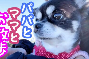 クミーン家のお正月散歩 令和5年元旦🎍心菜🐶と 杏🐶と リーマンパパ😁と クーミン😊