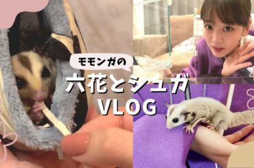 【vlog】新しい家族！モモンガのシュガをお迎えした日🤍【伊原六花】