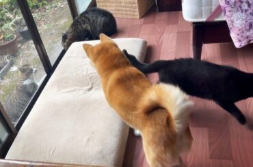 緊急事態発生！不審者あらわる　Emergency!!