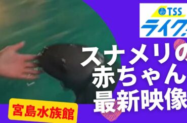「スナメリ」の赤ちゃん　出生から１００日　驚きの成長！