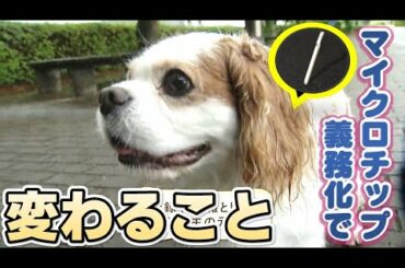 【なぜ】ペットへのマイクロチップ義務化はなぜ始まった？