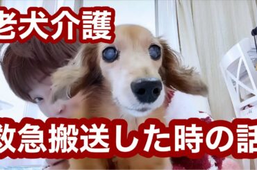 【老犬介護No.122】 犬の自宅ケア🐶 心菜（ここな）を夜間救急病院に運んだ話､犬の歯ブラシ…出張トリマーさんにいろいろ話してみました。