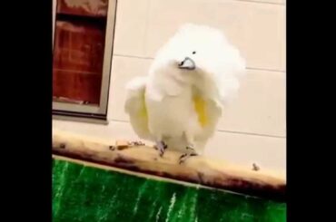 鳥に黒崎蘭丸のBRIGHT ROADを聴かせたら