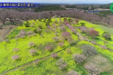 小宅古墳群の桜と菜の花 益子