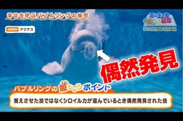 【海の生き物の謎】バブルリングは教えてない？住民票を持っている？
