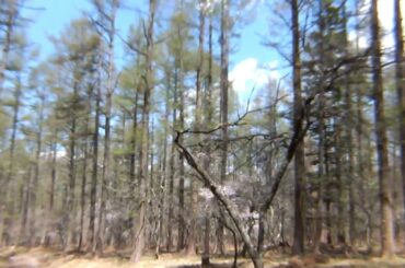 富士山山麓　富士桜群生地