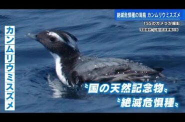 絶滅危機の海鳥「カンムリウミスズメ」瀬戸内海で遭遇　ＴＳＳのカメラが撮影