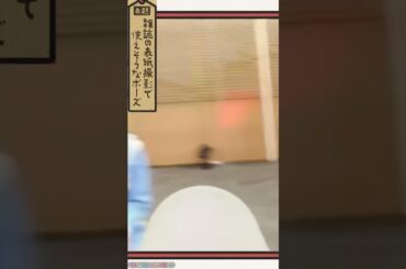 【日向坂46】雑誌の表紙撮影で使えそうなポーズ #齊藤京子 #河田陽菜 #正源司陽子