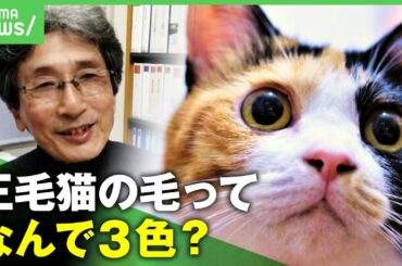 【謎】三毛猫の毛はなぜ3色？長年の謎を解き明かせ！"700万円の寄付"研究プロジェクト【猫動画】
