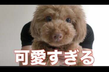 元AKB48高城亜樹の犬を貰いました！からの本人にキレられる