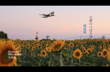 鳥篇Ⅲ-2  Hirohide写真帖「天都のつばさⅧ」夏後篇ひまわり祈念226オホーツク海平和 日本フルレスタ本棚１-8  BGM すもち( DOVA)「森の奥の精霊」「夢日和」「空の鏡」