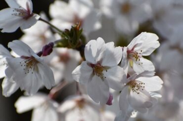 烏帽子山公園千本桜  エドヒガン桜群生地 「日本、桜名所100選の地」4K