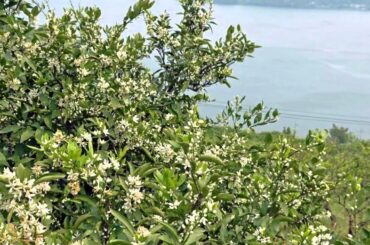 ～みかんの花咲く丘～ 川田正子 （Original.Ver）