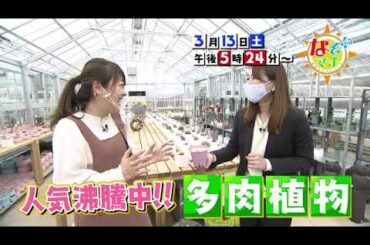 2021 03 13（土）なぞマチ!?▽【多肉植物】人気の秘密【番宣】