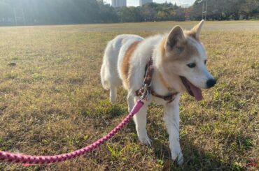 大切で大好きな家族のお話