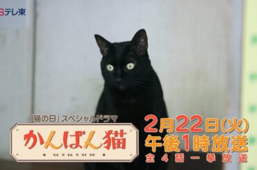 猫の日スぺシャルドラマ「かんばん猫」　全4話一挙放送 | ＢＳテレ東