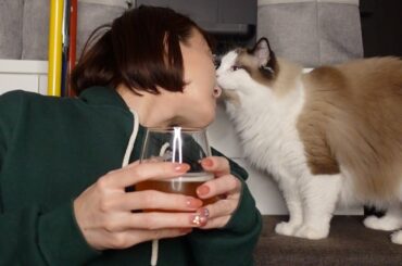 【猫多め】ビール王国をつまみにしながら猫飲み