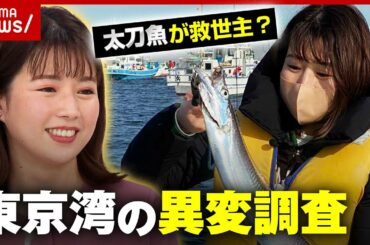 【東京湾】海苔の養殖が危機…太刀魚が救世主？異変を調査