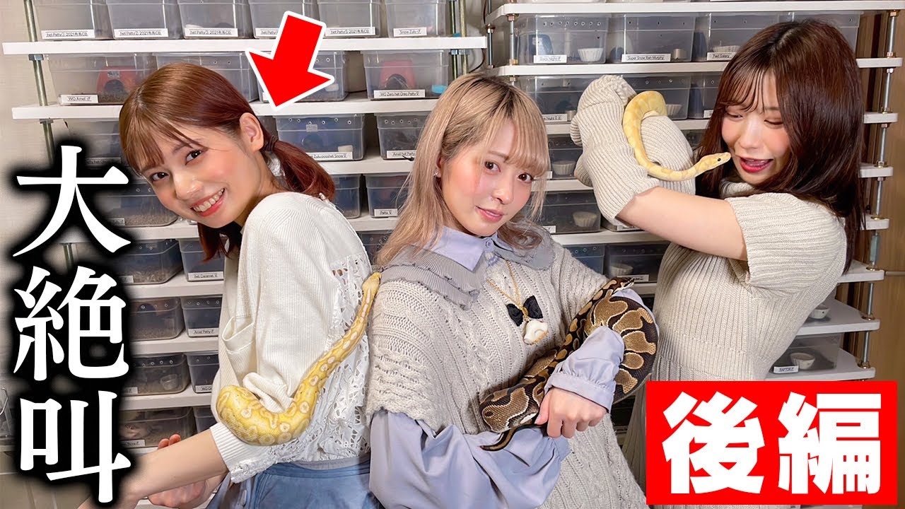 爬虫類屋敷で人生初の「大蛇に餌やり」で現場騒然。【でんぱ組.inc|鹿目凛・小鳩りあ・空野青空 |ボールパイソン】 爬虫類屋敷で人生初の「大蛇に餌やり」で現場騒然。【でんぱ組.inc|鹿目凛・小鳩りあ・空野青空 |ボールパイソン】