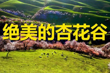 中國賞花絕美頂級目的地，3萬畝野杏花景美人少，最令歪果仁著迷，新疆伊犁杏花溝