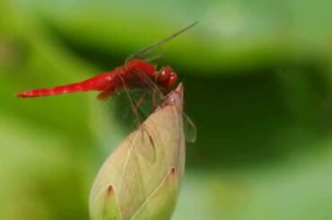 ～赤とんぼ～ 川田正子