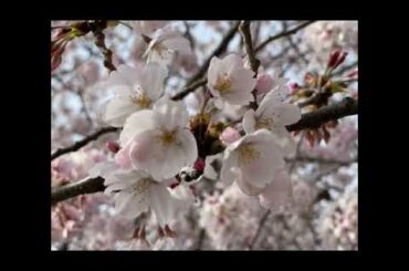 「想花」玉森裕太主演 日本テレビ系土曜ドラマ「祈りのカルテ 研修医の謎解き診察記録」主題歌（Kis-My-Ft2）を歌ってみた / Cover