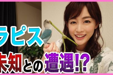 【新種発見！？】スイカ乗りのインコ　恵理那とラピスの部屋#8