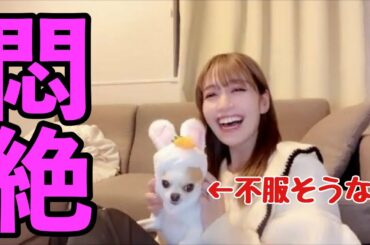 【イコラブ】着ぐるみを着せた愛犬に悶絶する諸橋沙夏【=LOVE（イコールラブ）】