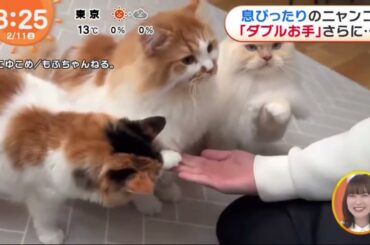 息ぴったりのニャンコ 「ダブルお手」さらに….. 『めざましどようび』 2023年02月11日