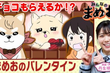 【バレンタイン】気になる相手からチョコをもらうため、まめお猛アピール！声優は日向坂46丹生明里！【”みんなのまめお” 全話フル公開Part31】