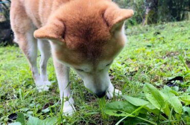 ももの様子がおかしいので急遽病院へ　Momo went to the vets