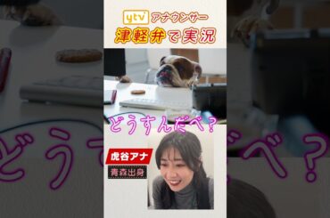 【津軽弁】初見で可愛い動物の動きを実況してみた。   #shorts
