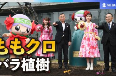 行くぜっ！福山、ももクロメンバーがイベントPR　思い込めバラ植樹