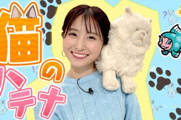 猫のハテナ～なぜ段ボールが好きなの～？／す・またん！