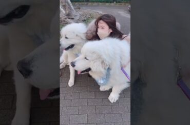 ぱるるとわんちゃん　#shorts #ぱるるーむ #島崎遥香