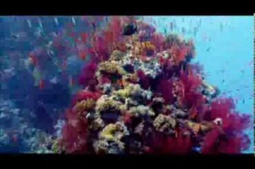 『ネイチャー』TVスポット15秒滝川クリステル編