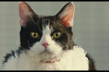 高畑充希演じる猫の心の声が可愛い。『旅猫リポート』予告編