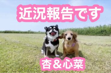 【老犬介護No.125】老犬心菜と　心臓弁膜症と向き合っている杏　2匹の近況です🐶🐶
