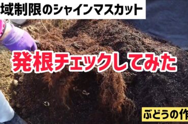 「ぶどうの作業」根域制限のシャインマスカットを掘り起こしてみた！