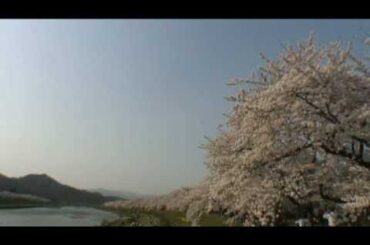 角館（19）　桧木内川堤の桜並木