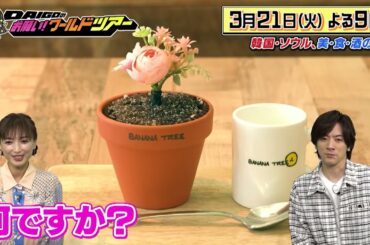 望月理恵×ソウル【DAIGOのお願い！ワールドツアー】3月21日（火）夜9時放送
