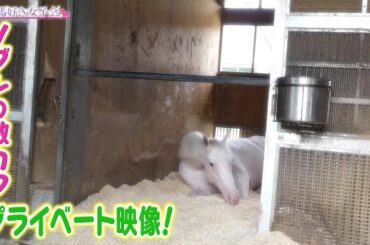 【白い馬】前代未聞の競馬ガールズトークバラエティ『競馬好き女子会』3月17日（金）夜7時配信！第3回は「白い馬」