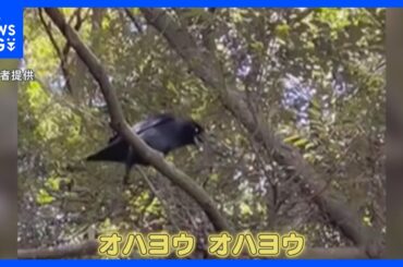 「オハヨウ、オハヨウ」カラスが喋った！？それは“神様の挨拶”かも…カメラが捉えた決定的瞬間｜TBS NEWS DIG