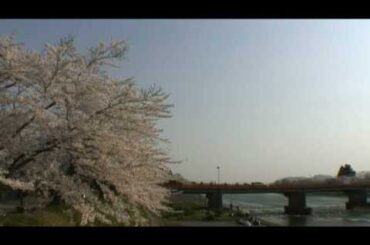 角館（16）　桧木内川堤の桜並木